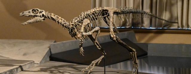 Museum für Naturkunde Berlin: Millionen Jahre Leben
