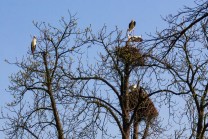 Storchenhorst (Bild: Geka Presse&Foto)