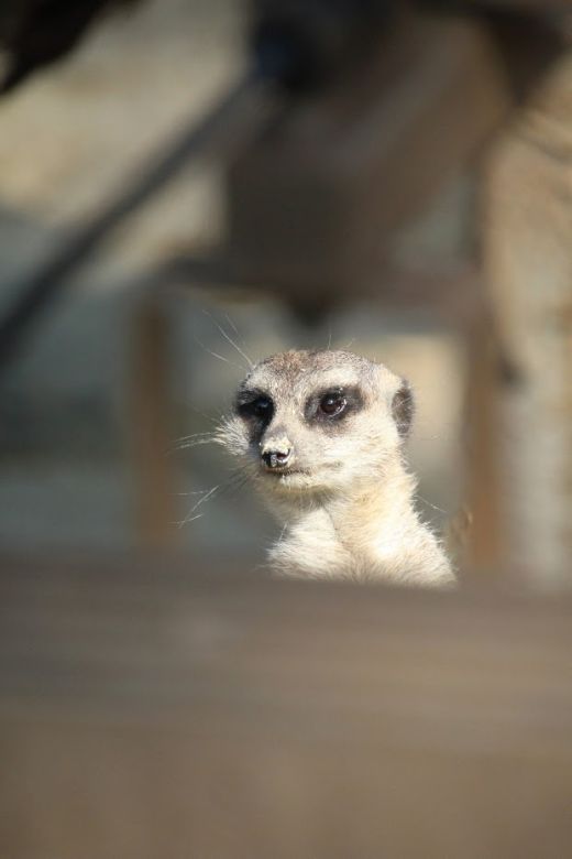 Neugieriges Erdmännchen, das mit seiner typischen Haltung sofort die Aufmerksamkeit auf sich zieht.