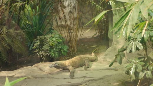 Komodowaran, der Einzige seiner Art in Deutschland